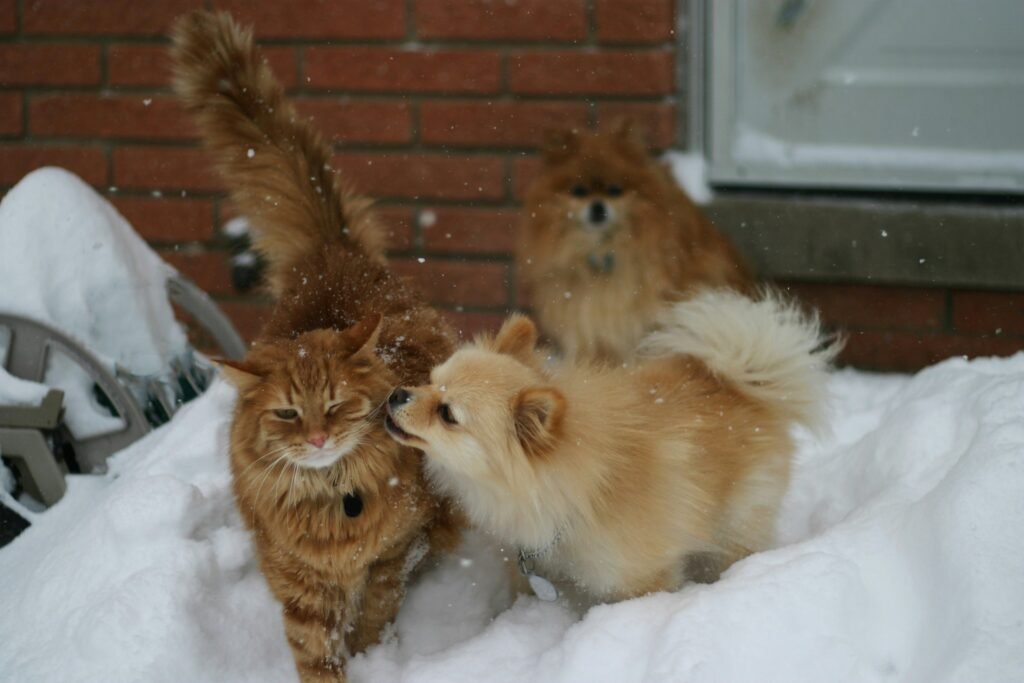 Socialization is a critical factor in determining how well a dog will interact with a new cat.