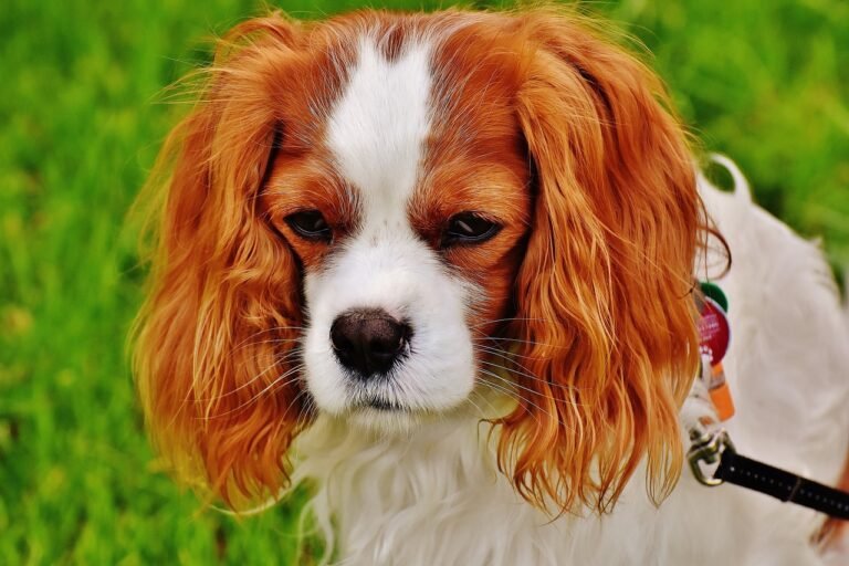 The Cavalier King Charles Spaniel: A Guide to This Regal Companion