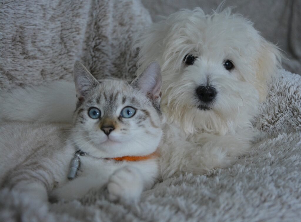 By staying proactive and attentive, you can foster a lasting and positive relationship between your cat and dog.