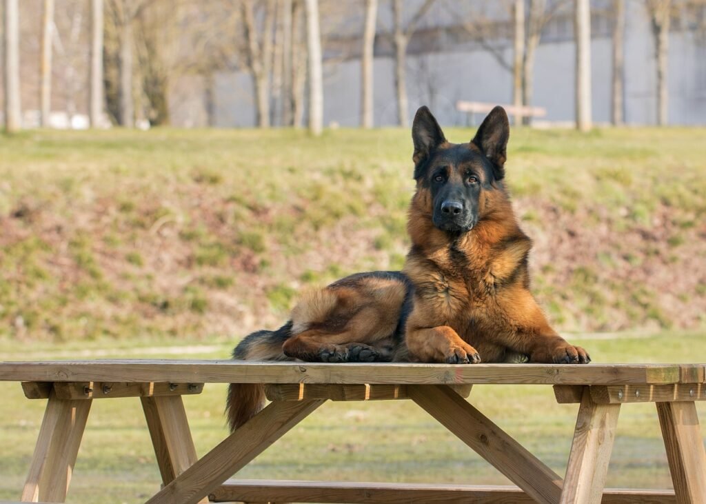 arge dog breeds, with their impressive stature and often calm demeanor, can make loyal and gentle companions.