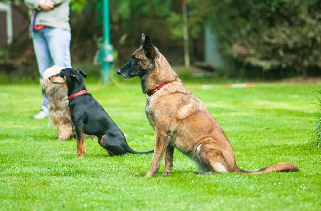 Obedience training focuses on teaching your dog to follow commands reliably and consistently