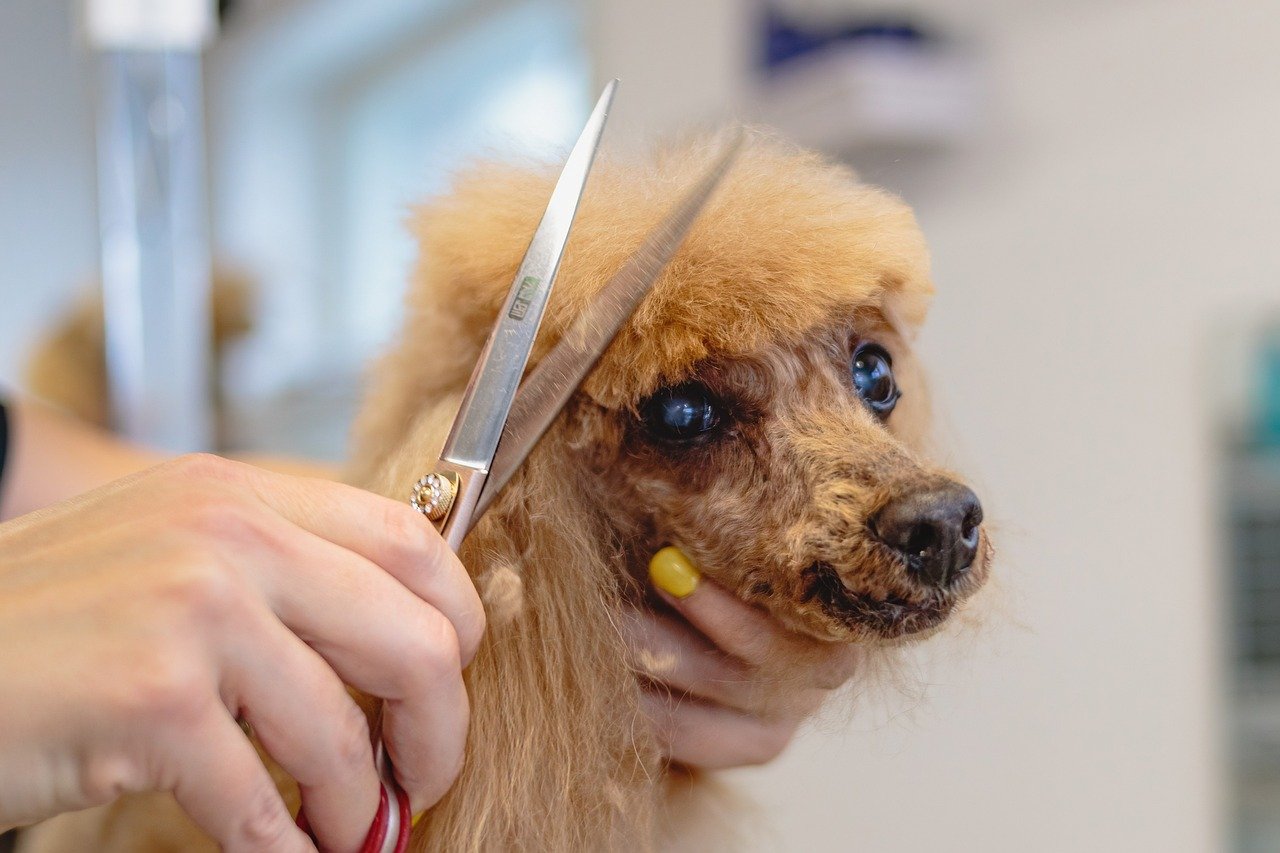  Why Mobile Dog Grooming is Worth the Investment: Benefits, Costs, and Common Myths