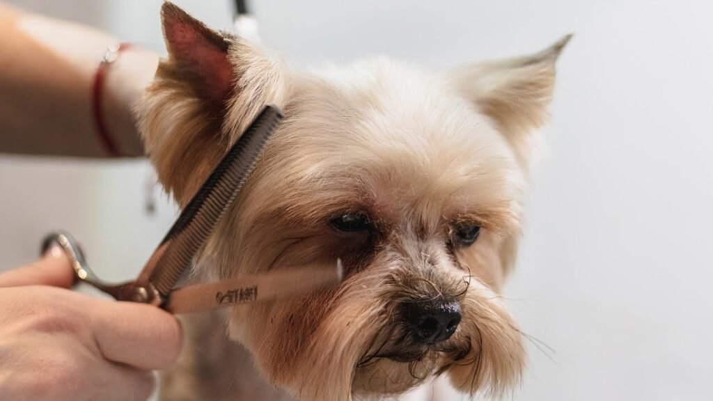 Shaving your dog's excess hair ensures that it stays healthy and looks beautiful