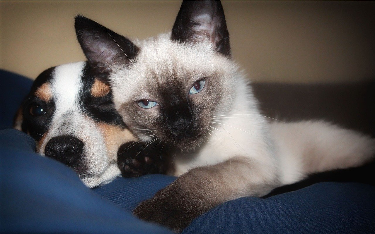 Can Cats and Dogs Get Along? Tips for a Harmonious Household