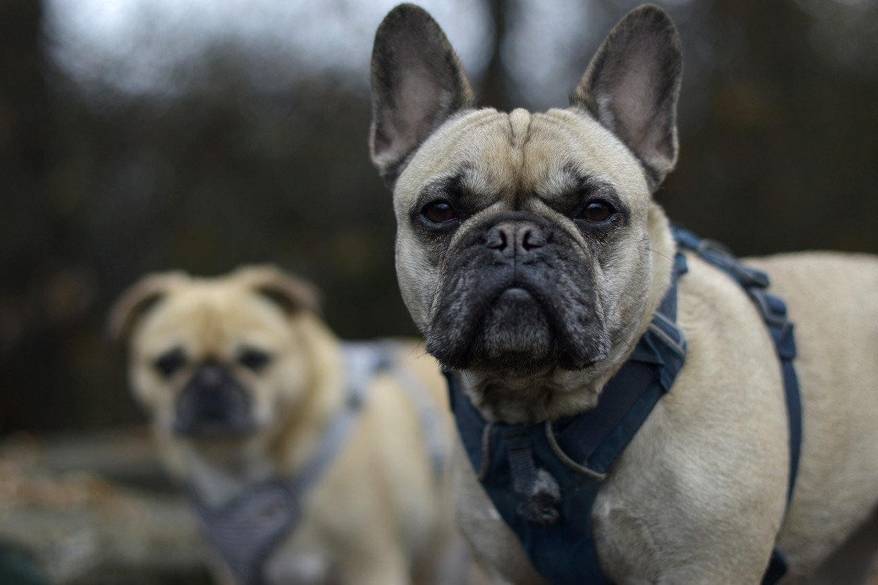 Complete Guide to Dog Breeds: History, Characteristics, and Choosing the Perfect Breed for Your Lifestyle