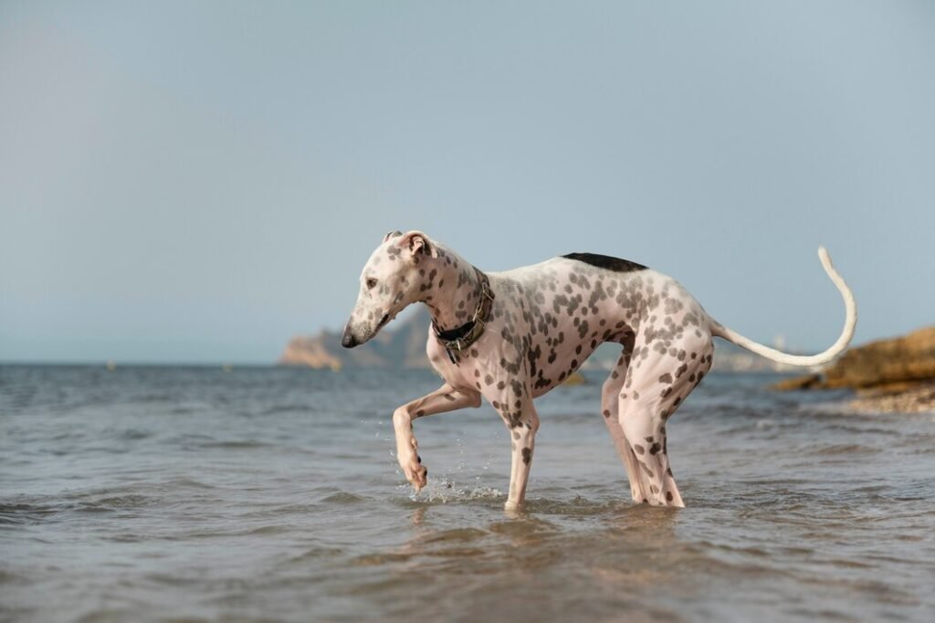 Sighthounds have a sleek, aerodynamic build that supports their high-speed pursuits and allows them to cover large distances quickly