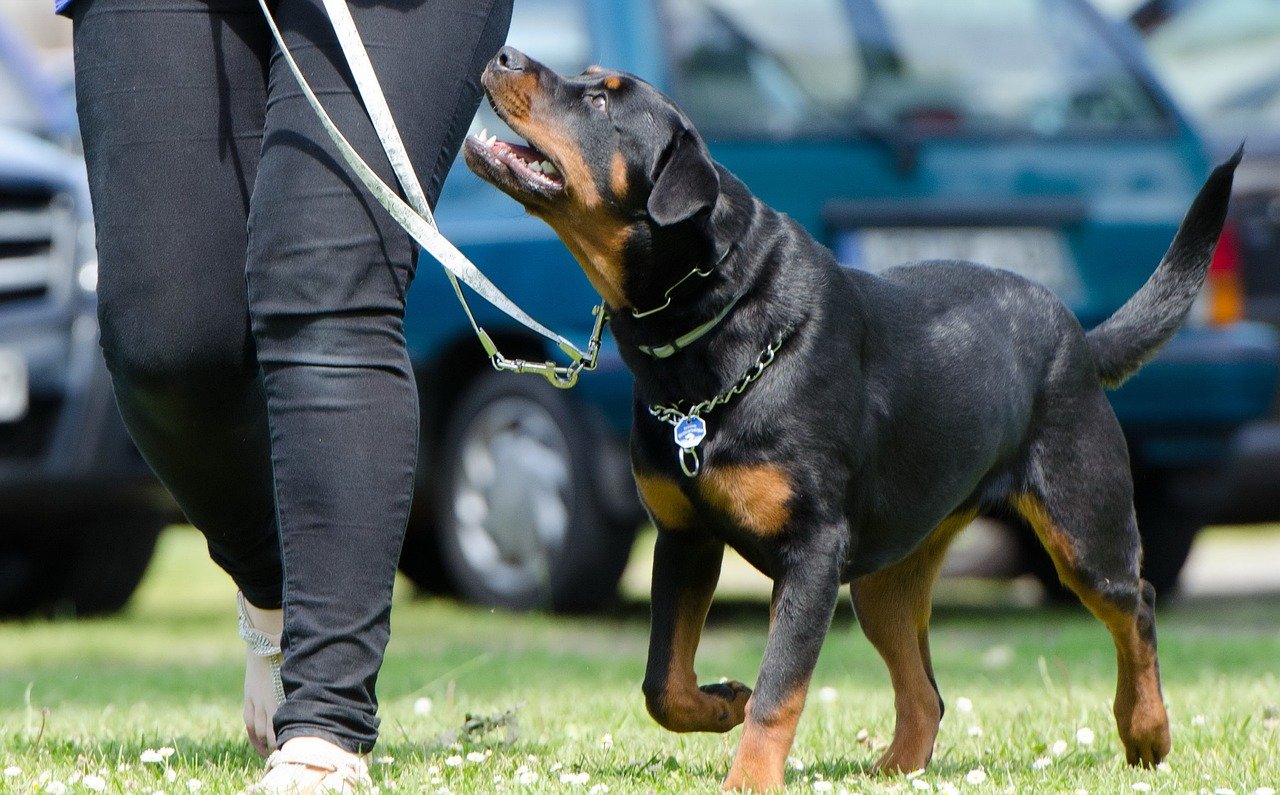  The Ultimate Guide to Dog Training: Techniques, Tips, and Best Practices