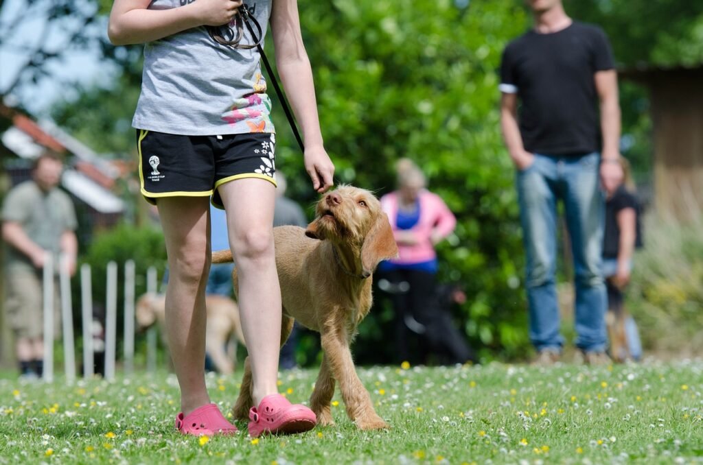 Socialization is a crucial part of training that helps your dog interact positively with other animals and people