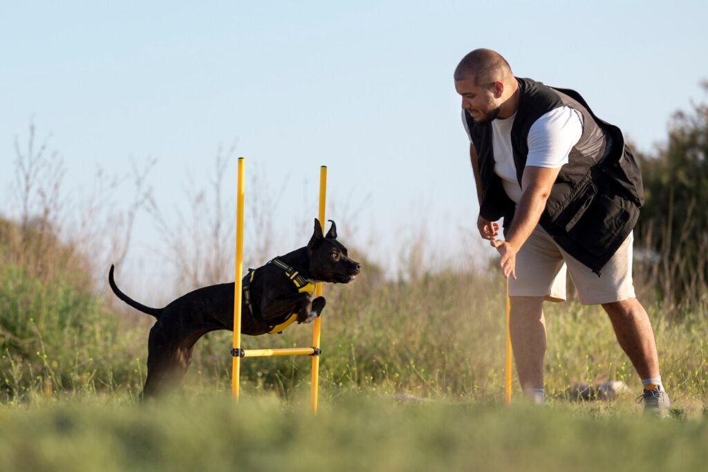 Many medium dog breeds excel in advanced training activities