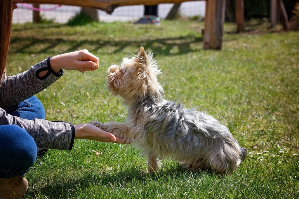 Proper training and socialization are crucial for ensuring that your dog becomes a well-adjusted and well-behaved companion.