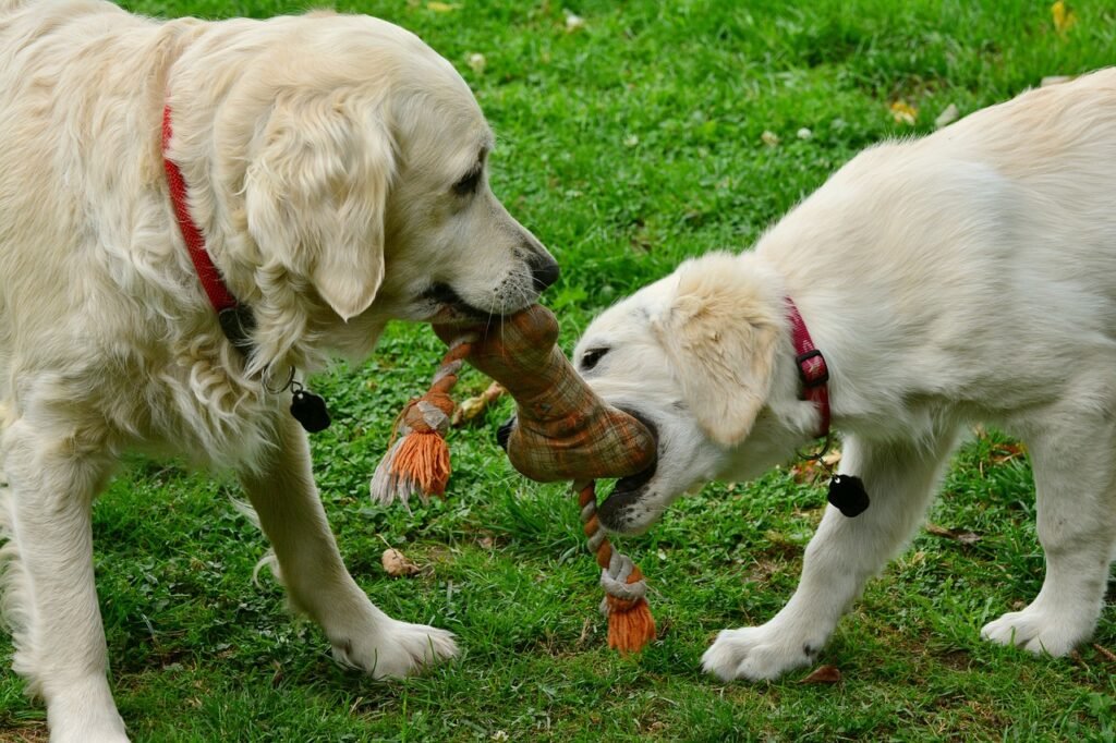 Golden Retrievers are originally bred for hunting and retrieving.