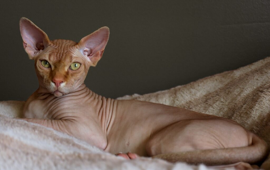 the Sphynx is renowned for its lack of fur, which emphasizes its prominent cheekbones and large, expressive eyes.