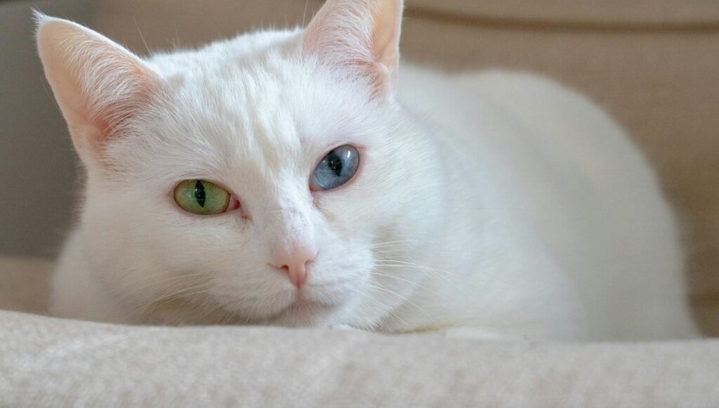 the Khao Manee is famous for its pure white coat, often accompanied by strikingly different-colored eyes