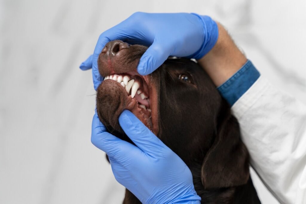 Dental health is critical for medium dog breeds, as poor dental hygiene can lead to more serious health problems.