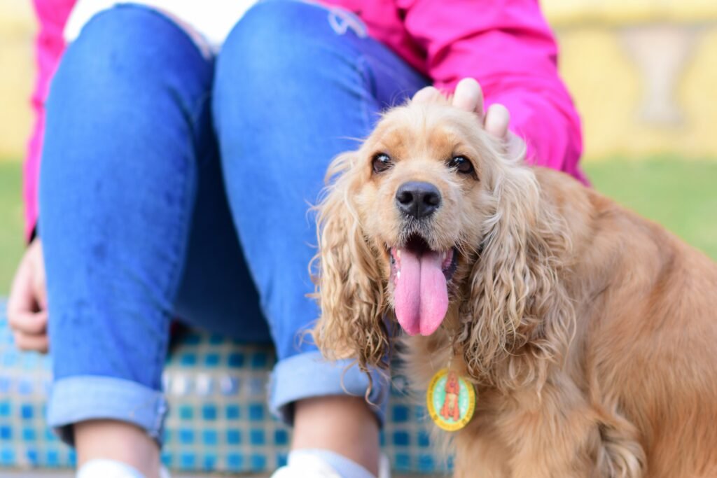 Medium dog breeds are known for forming strong bonds with their owners. They are often affectionate and enjoy being close to their human family members