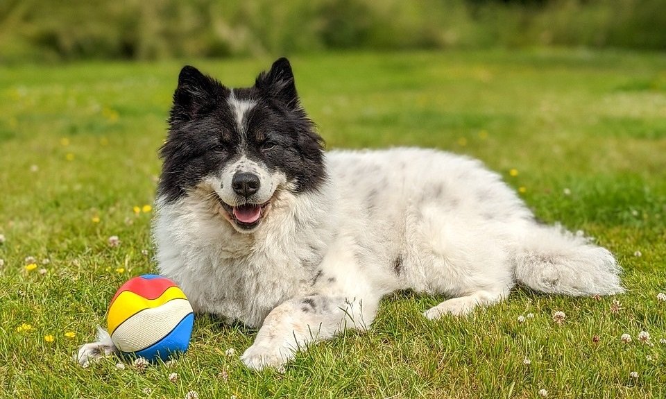 Not all dogs react well to squeaky noise