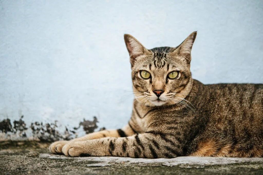 Combining the exotic looks of a wild cat with the charm of a domestic feline, the Savannah Cat is one of the most intriguing large breeds.