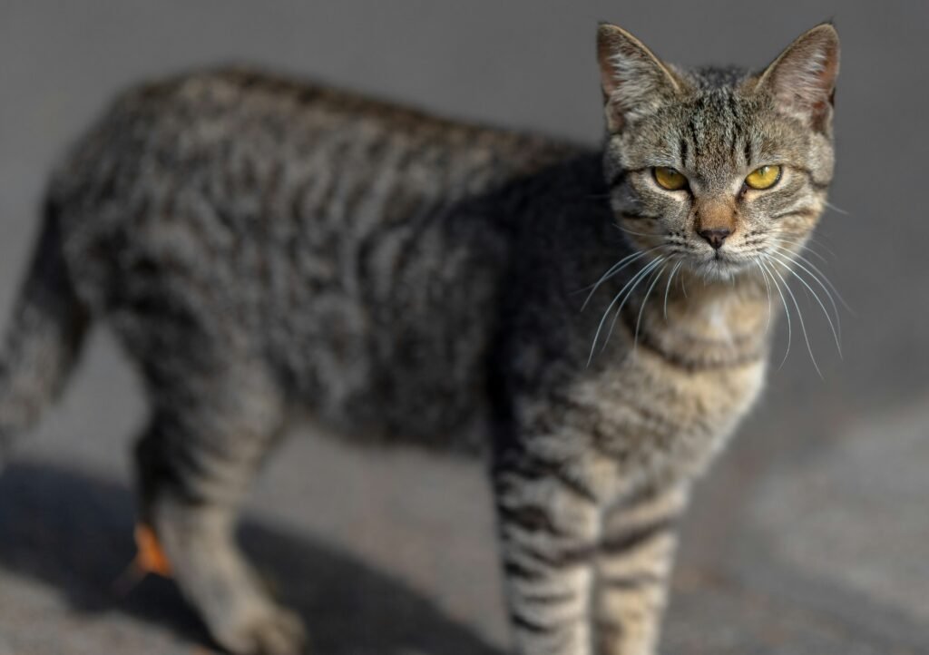 The Serengeti cat is known for its striking resemblance to the African serval, with long legs and a sleek body