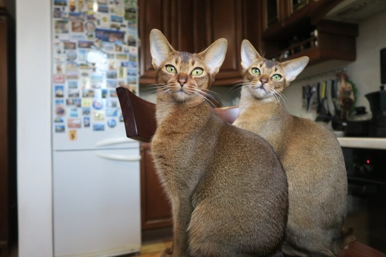 Comprehensive Guide to Abyssinian Cat Characteristics: What You Need to Know Before Bringing One Hom.