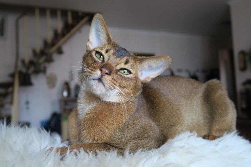 The Abyssinian’s coat is its most defining feature, characterized by a ticked, short fur that shimmers with various colors.