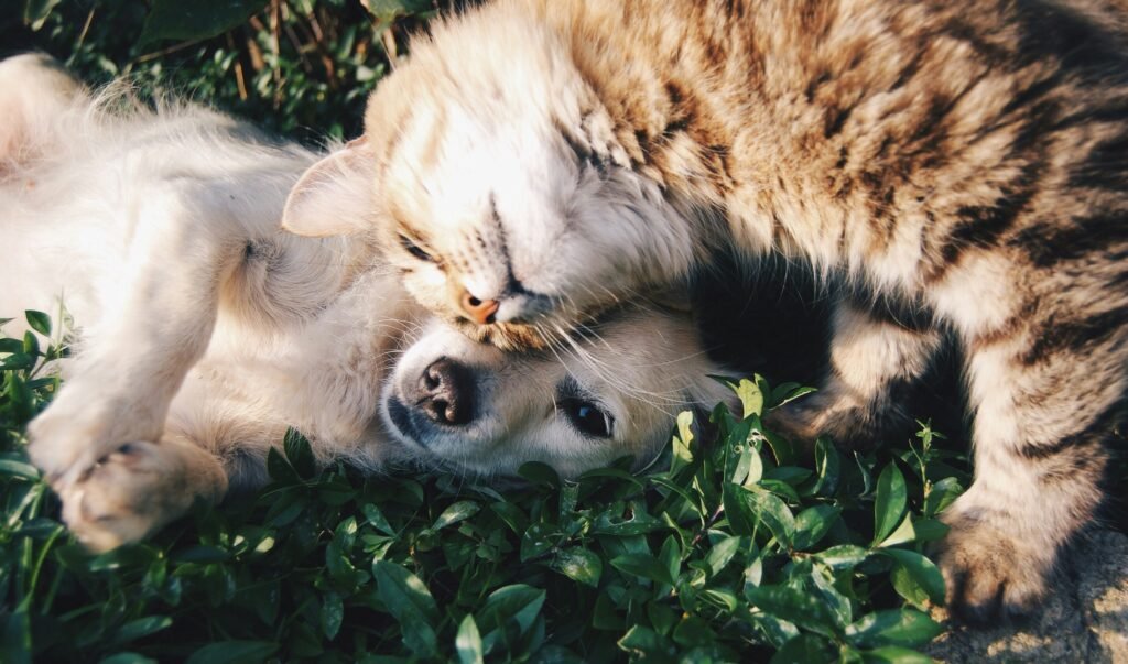 If you already have other pets, it’s crucial to choose a cat breed that can get along with them.