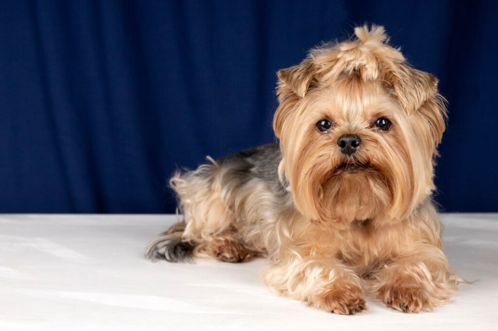 The Brussels Griffon, with its expressive face and affectionate nature.
