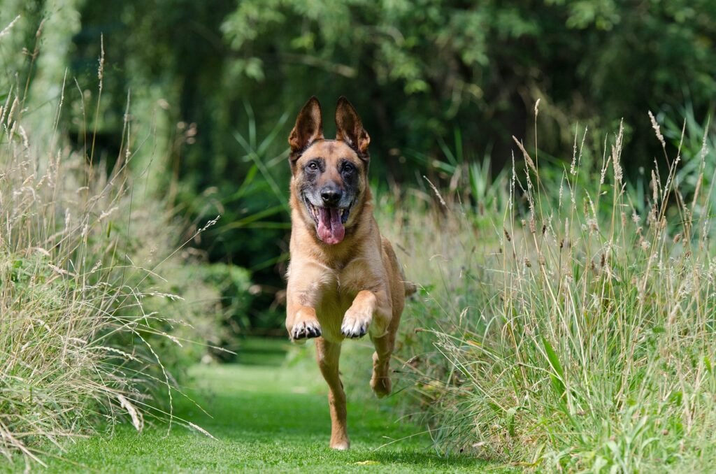 These dogs are often sleek and lean, with long legs.