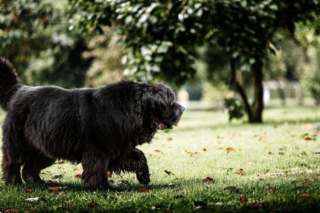 The Newfoundland, withoat, is not only a large dog but also a versatile working breed.