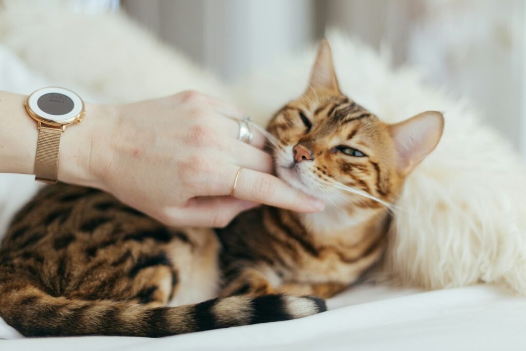 Finding a responsible and ethical breeder is crucial when considering a Savannah Cat.