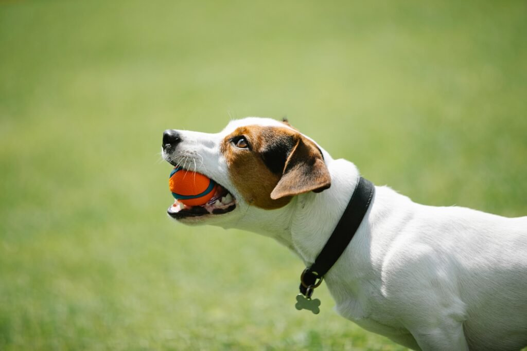 Incorporating squeaky toys into training can also help redirect unwanted behaviors