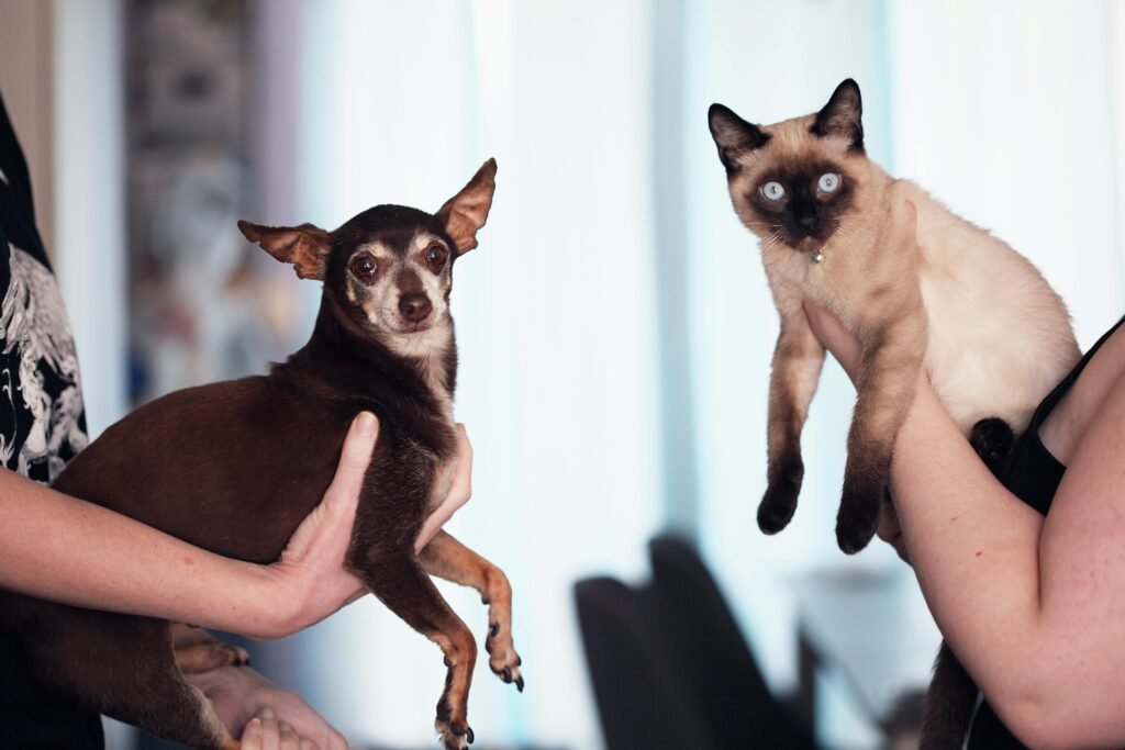 When introducing a cat to a dog, the cat’s predatory instincts can lead to several challenges