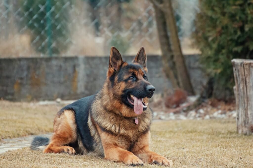 German Shepherds are highly regarded for their versatility and loyalty, making them excellent working and family dogs.