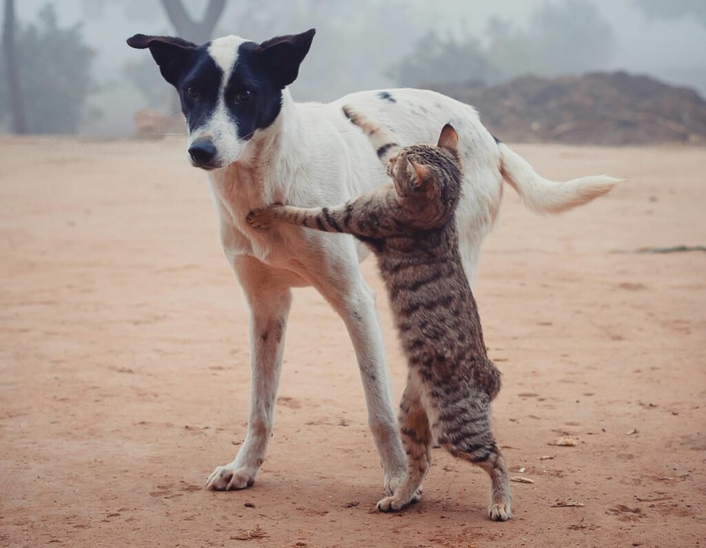  conflicts can arise between dogs and cats.