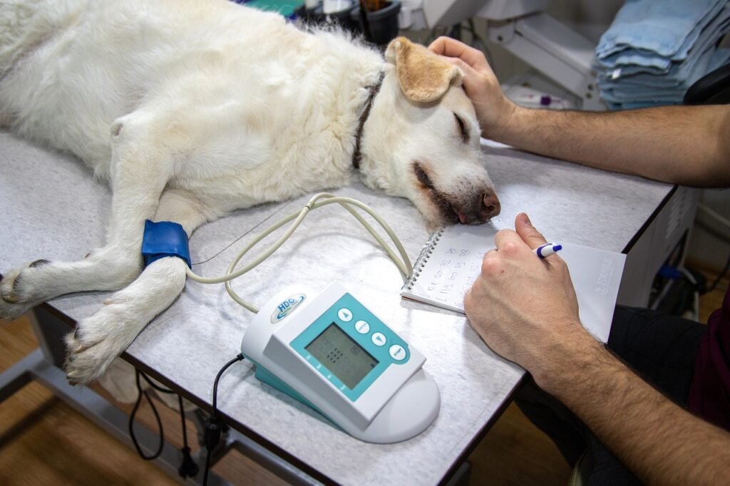 Preventive care fo hound dogs is crucial, including regular veterinary check-ups, vaccinations