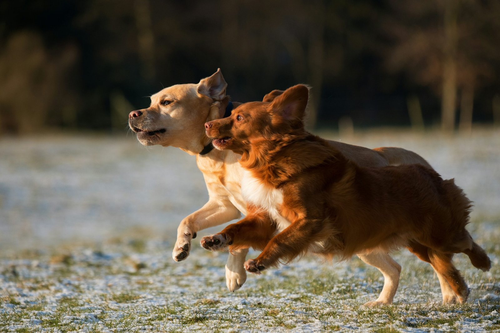 The Ultimate Guide to Medium Dog Breeds: Characteristics, Care, and Top Choices