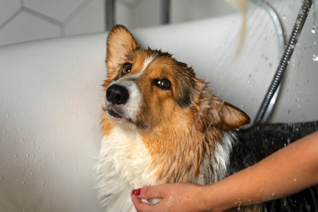 Rinsing is a critical step to remove all traces of shampoo from your dog’s coat. Use the handheld shower head or cup to pour lukewarm water over your dog