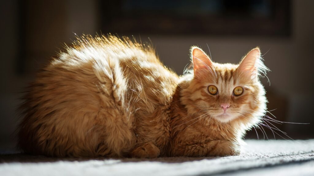 LaPerm Known for their hypoallergenic, curly fur, is also a rare breed