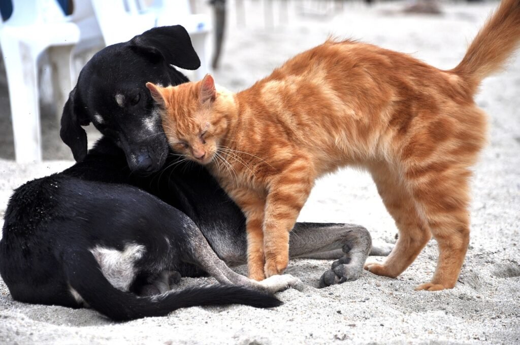 You should strengthen your dog and cat relationship