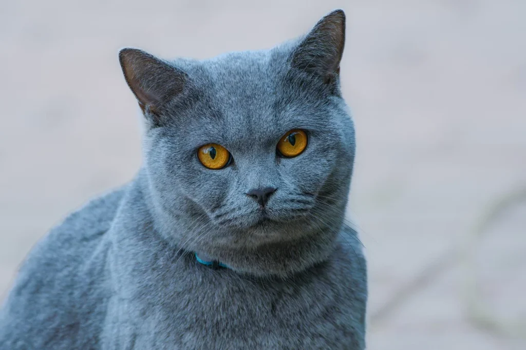 The Chartreux is a breed shrouded in mystery, with a history as enigmatic as its rare, blue-grey coat. 