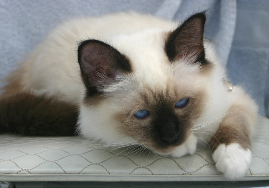 Birmans offer a balanced approach to affection. They are neither overly demanding nor aloof.