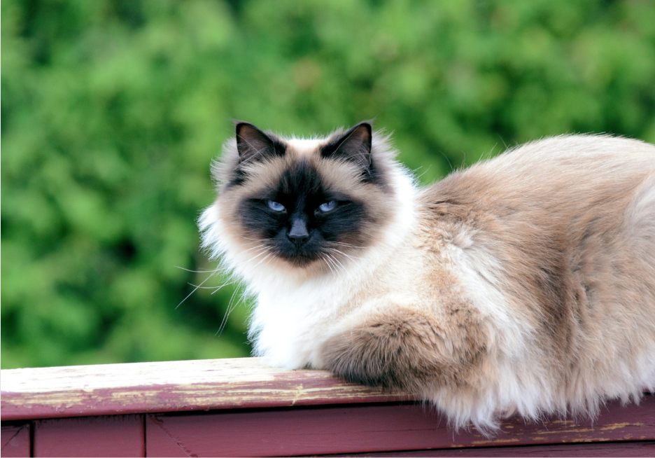 Discovering the historical background of Birmans adds an interesting perspective on their affectionate traits. 