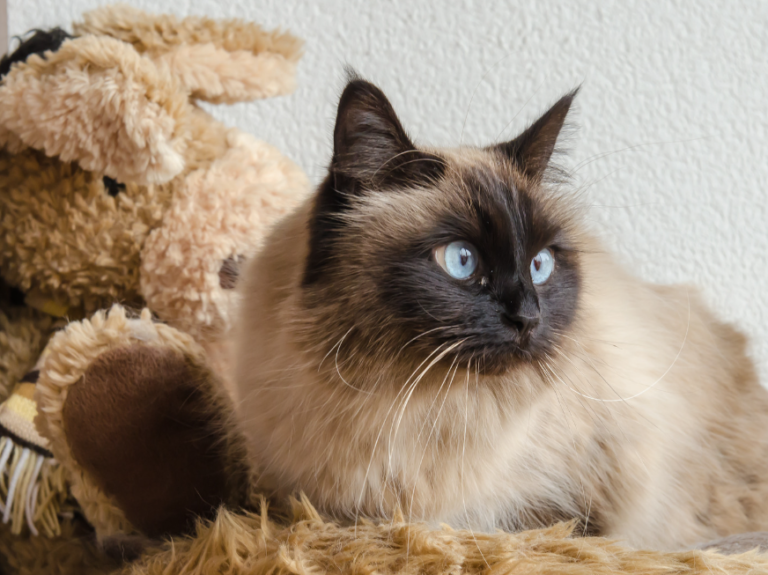 How Much Are Birman Cats Worth? Top 10 Facts You Need to Know