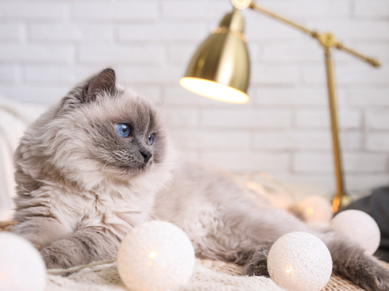 &Top 10 Reasons Why Birman Cats Make Great Indoor Pets