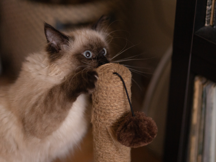 Birman cats are renowned for their unique blend of gentleness and playfulness.