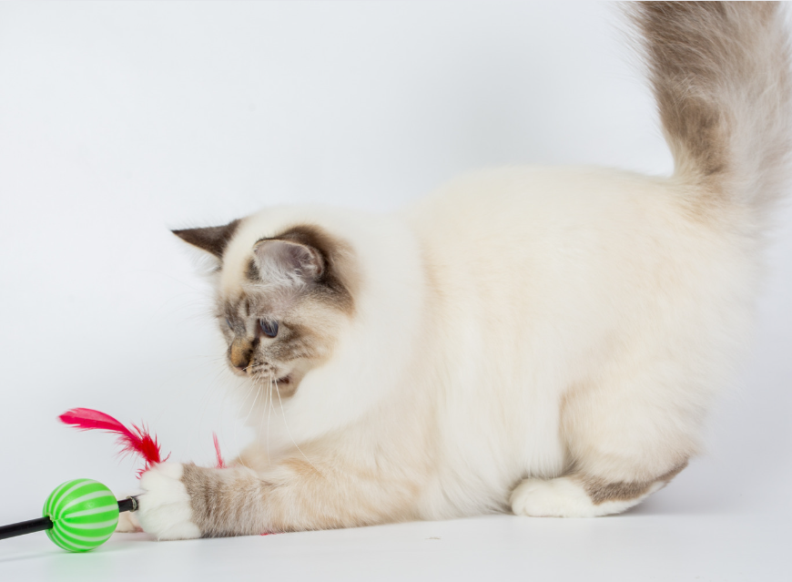 Keeping your Birman mentally and physically stimulated is key to their well-being.