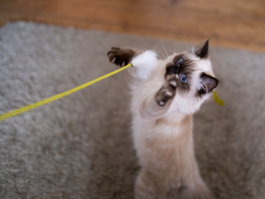 Birman cats are known for their friendly and adaptable nature.