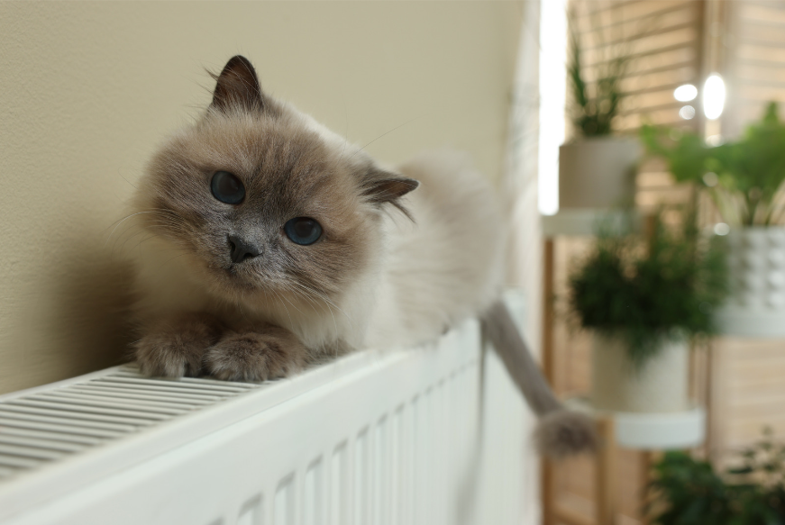 The behavior of Birman cats sets them apart as one of the best indoor cats, known for their calm yet engaging personalities.