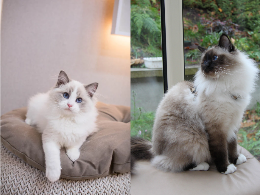 Ragdoll vs. Birman Cats: Top 10 Differences Explained