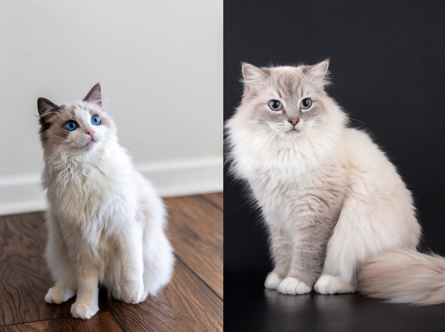 One of the most noticeable Ragdoll vs. Birman cat differences lies in their coat and color patterns.