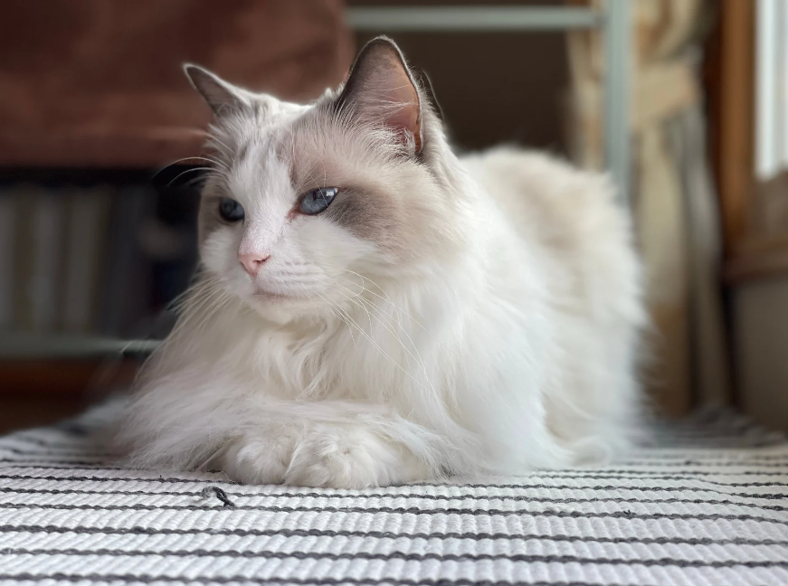 Ragdoll cats are renowned for their affectionate and easygoing temperament, which makes them excellent companions for families.